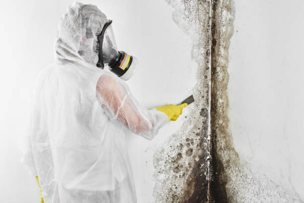 Best Commercial Mold Remediation in Rolla, MO