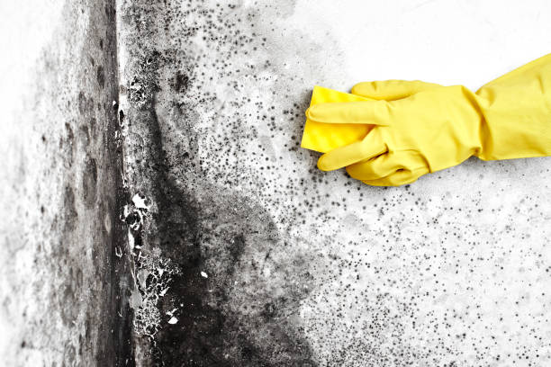Best Residential Mold Remediation in Rolla, MO
