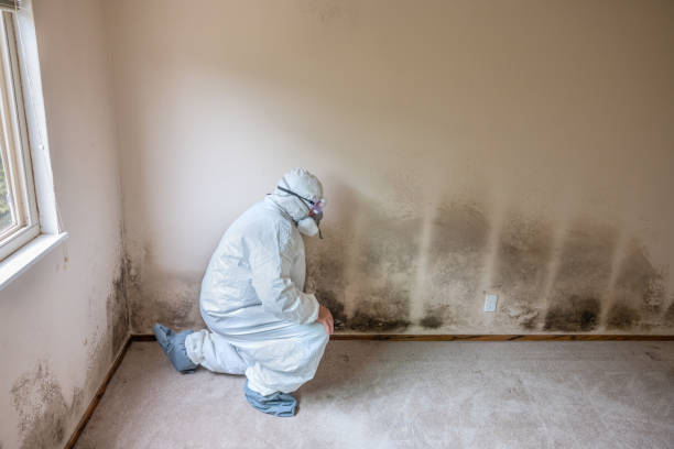 Best Health and Safety Mold Remediation in Rolla, MO