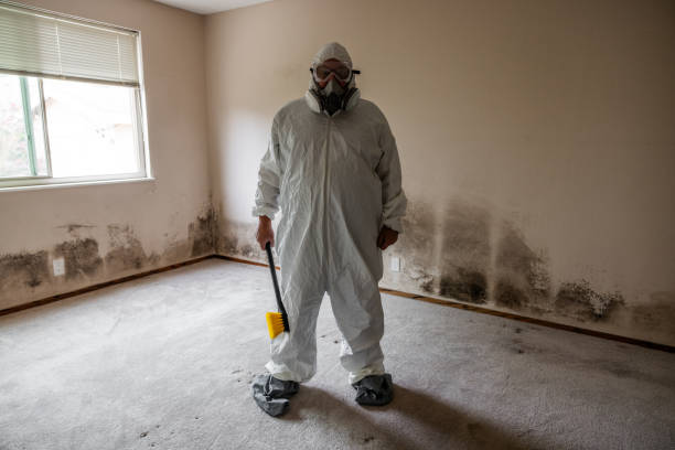 Best Basement Mold Remediation in Rolla, MO